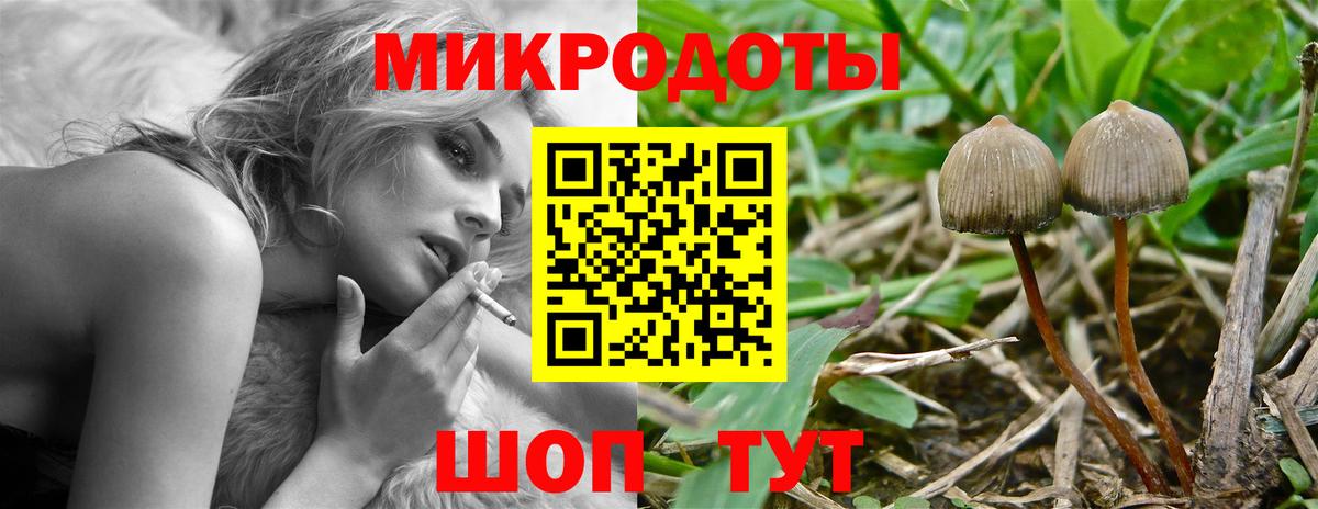 Ярцево  Псилоцибиновые грибы Psilocybe  Вход с VPN 